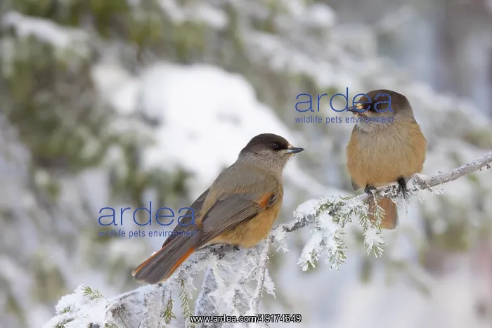 : Siberian Jay pair : Siberian Jay pair