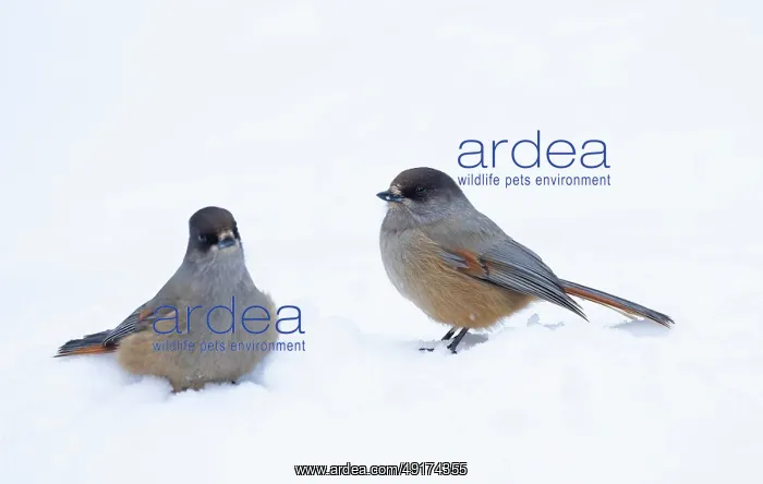 : Siberian Jay pair : Siberian Jay pair