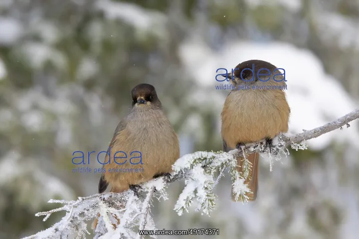 : Siberian Jay pair : Siberian Jay pair