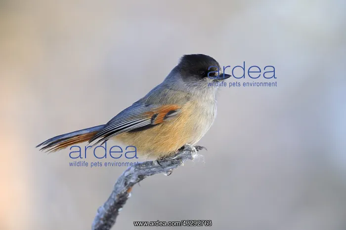 : Siberian Jay (Perisoraus infaustus) on branch d : Siberian Jay (Perisoraus infaustus) on branch d