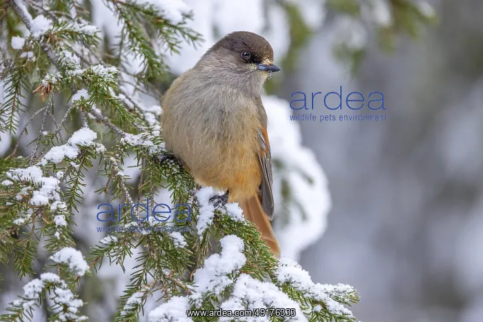 : Siberian jay (Perisoreus infaustus) : Siberian jay (Perisoreus infaustus)