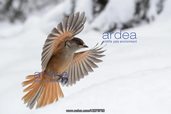 : Siberian jay (Perisoreus infaustus) flying in the : Siberian jay (Perisoreus infaustus) flying in the
