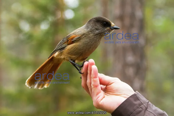 : Siberian Jay (Perisoreus infaustus) perched on a hand : Siberian Jay (Perisoreus infaustus) perched on a hand
