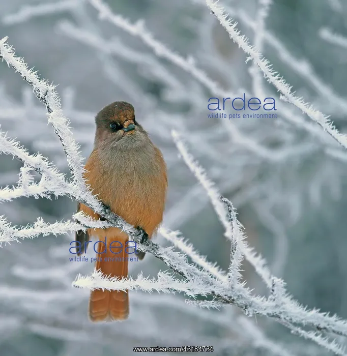 : Siberian Jay (Perisoreus infaustus), sits on twig : Siberian Jay (Perisoreus infaustus), sits on twig