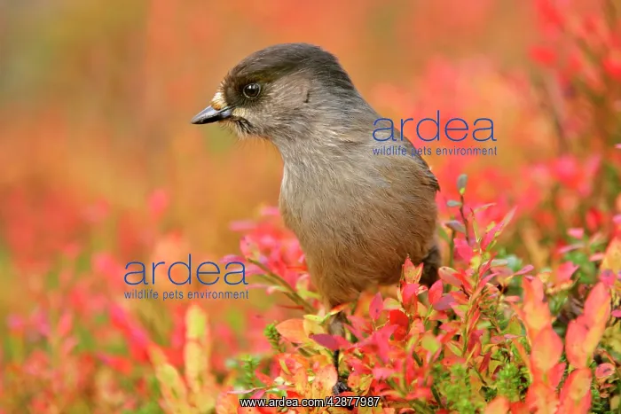 : Siberian Jay - portrait of a single individual : Siberian Jay - portrait of a single individual
