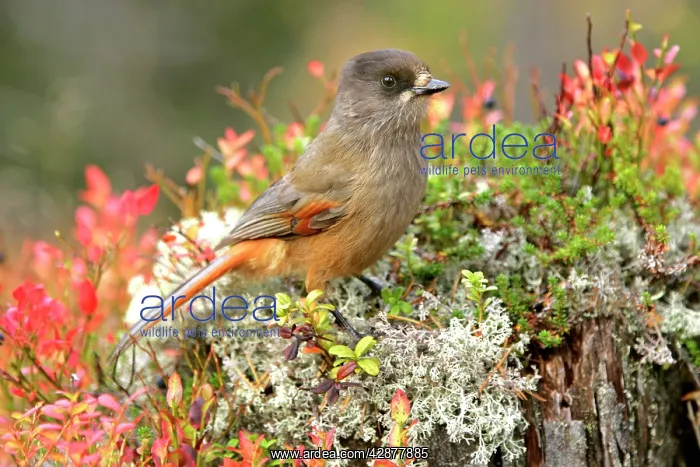 : Siberian Jay - single individual sitting on a trunk : Siberian Jay - single individual sitting on a trunk