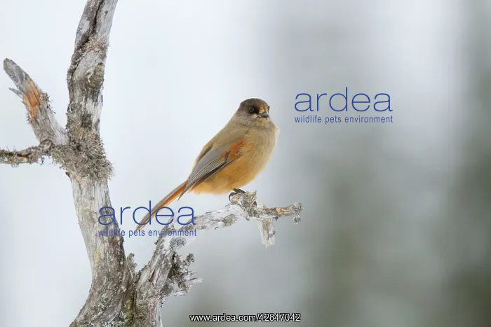  : Siberian Jay - winter