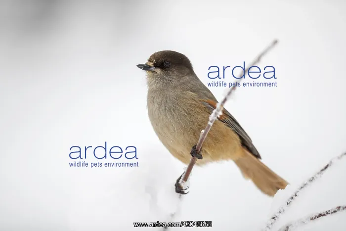 : Siberian Jay - Winter - Finland : Siberian Jay - Winter - Finland