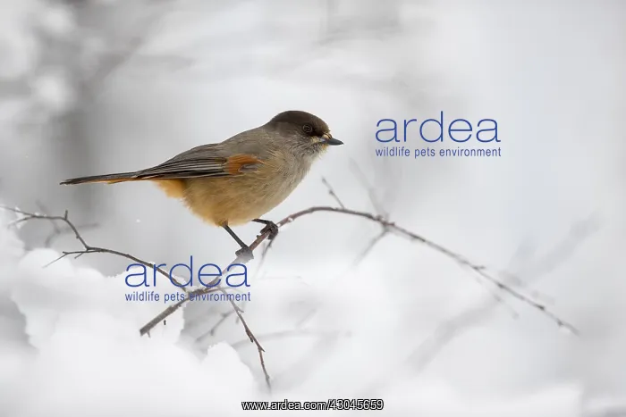 : Siberian Jay - Winter - Finland : Siberian Jay - Winter - Finland