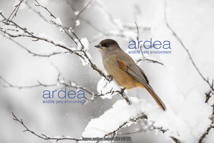 : Siberian Jay - Winter - Finland : Siberian Jay - Winter - Finland