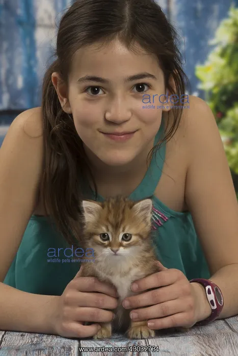  : Siberian kitten and girl inside