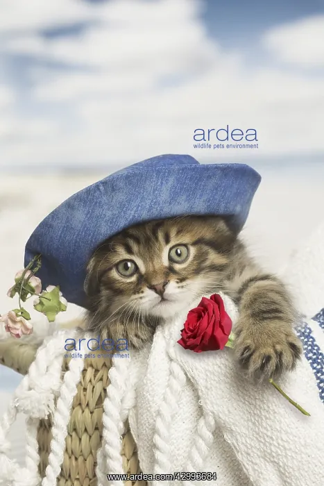 : Siberian kitten with hat holding rose : Siberian kitten with hat holding rose