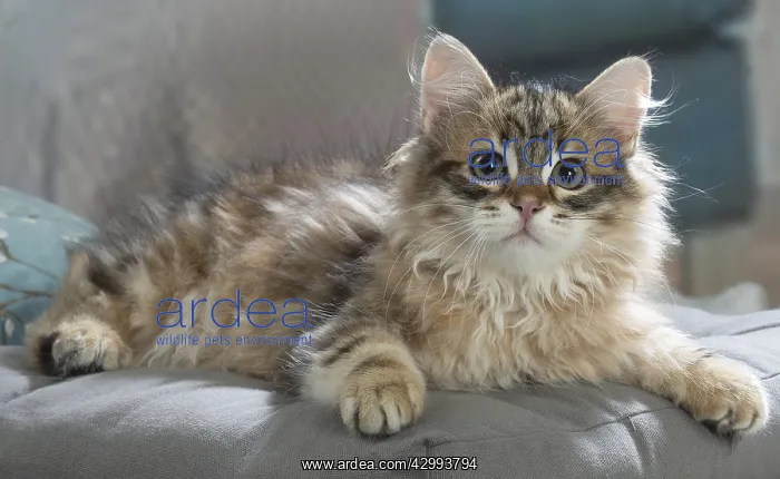 : Siberian kitten indoors : Siberian kitten indoors
