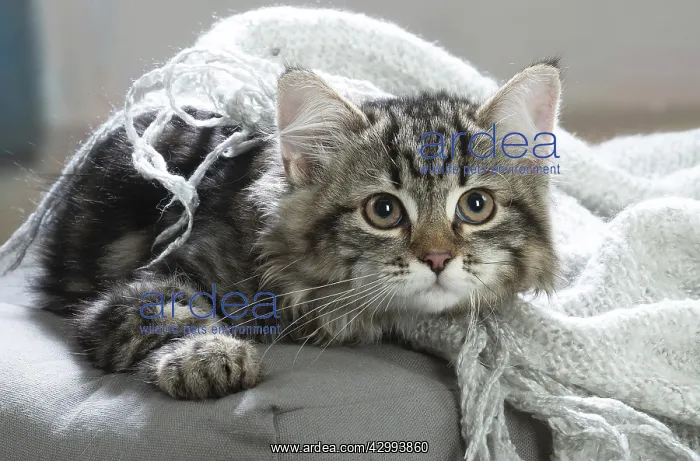 : Siberian kitten indoors : Siberian kitten indoors