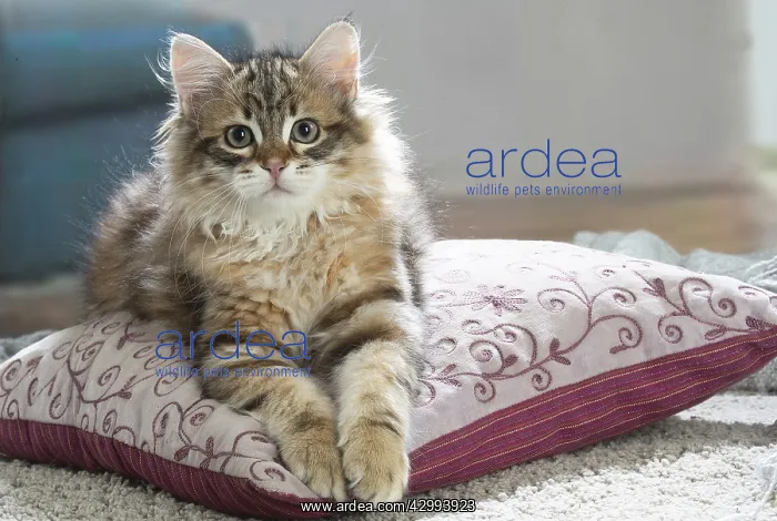 : Siberian kitten indoors : Siberian kitten indoors
