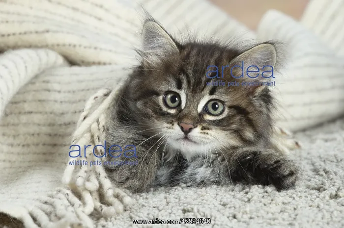 : Siberian kitten indoors : Siberian kitten indoors