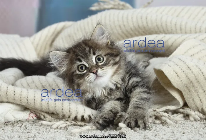 : Siberian kitten indoors : Siberian kitten indoors
