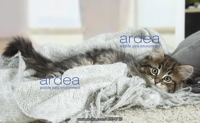 : Siberian kitten indoors : Siberian kitten indoors