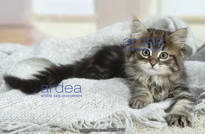 : Siberian kitten indoors : Siberian kitten indoors