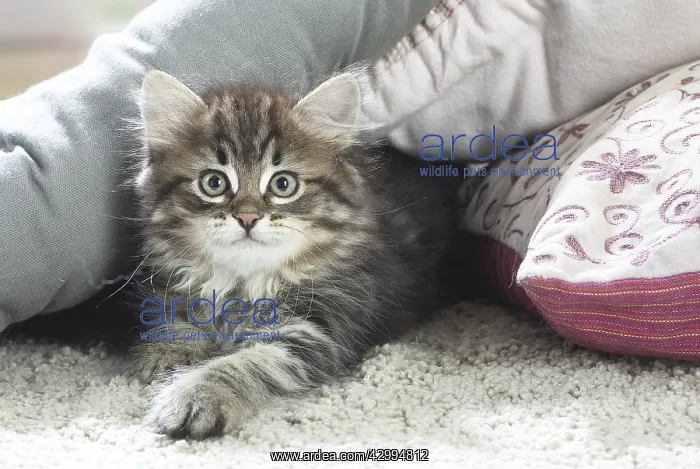 : Siberian kitten indoors : Siberian kitten indoors