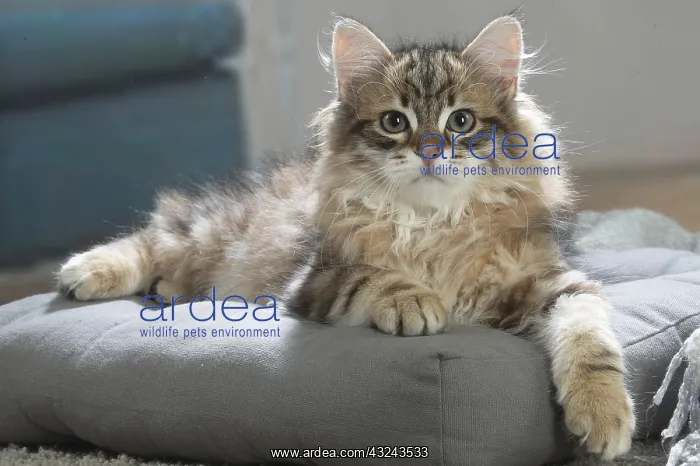 : Siberian kitten indoors : Siberian kitten indoors