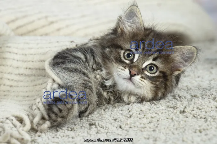 : Siberian kitten indoors : Siberian kitten indoors