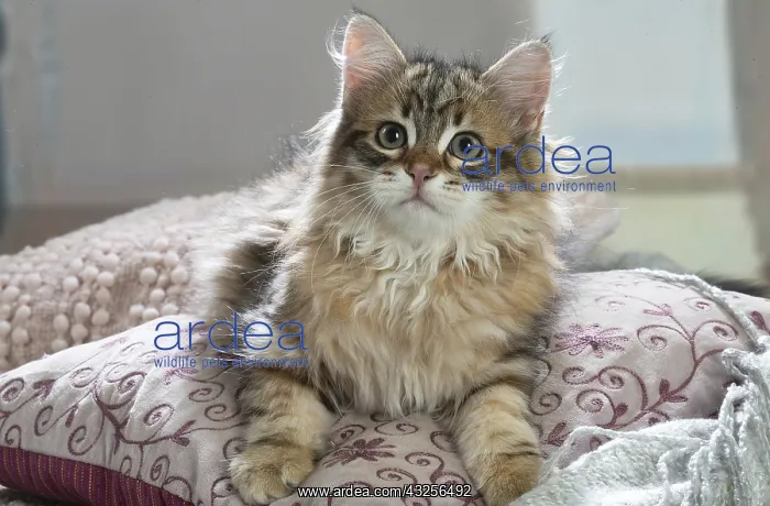 : Siberian kitten indoors : Siberian kitten indoors