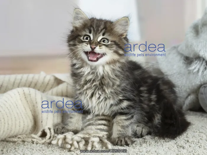 : Siberian kitten indoors : Siberian kitten indoors