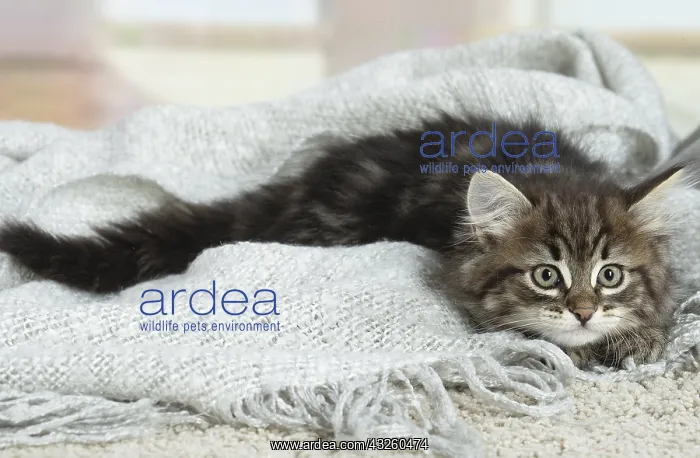 : Siberian kitten indoors : Siberian kitten indoors