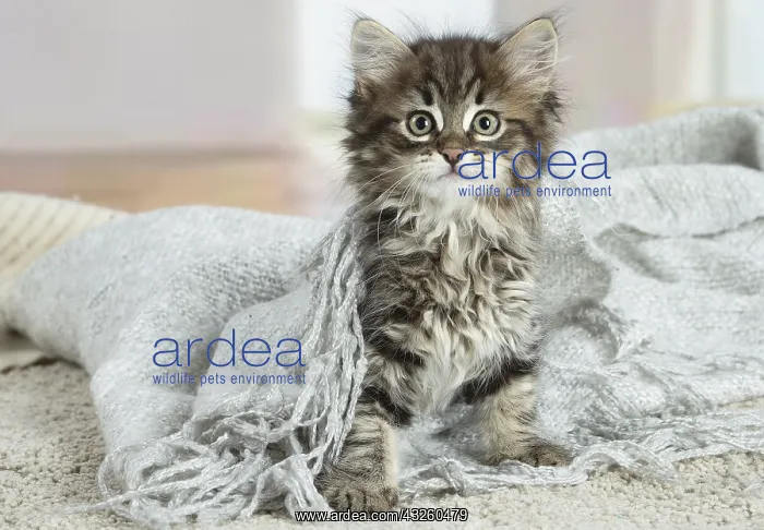 : Siberian kitten indoors : Siberian kitten indoors
