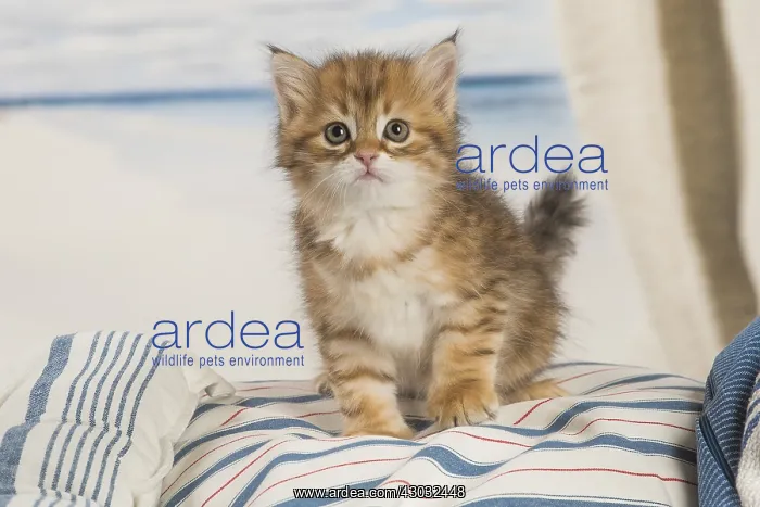  : Siberian kitten inside