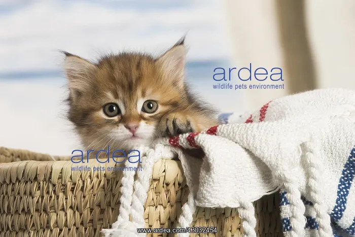  : Siberian kitten inside