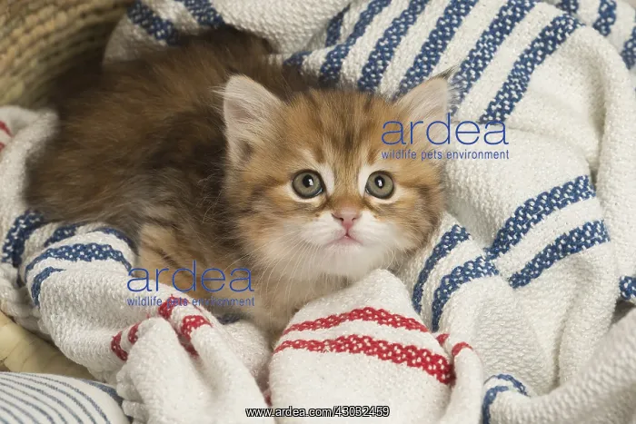  : Siberian kitten inside