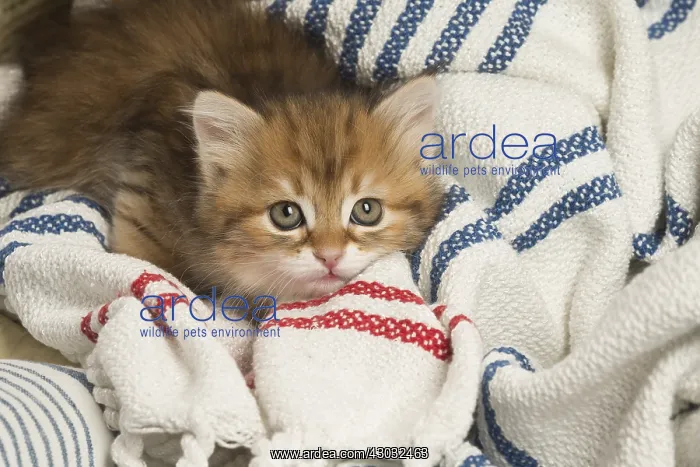  : Siberian kitten inside