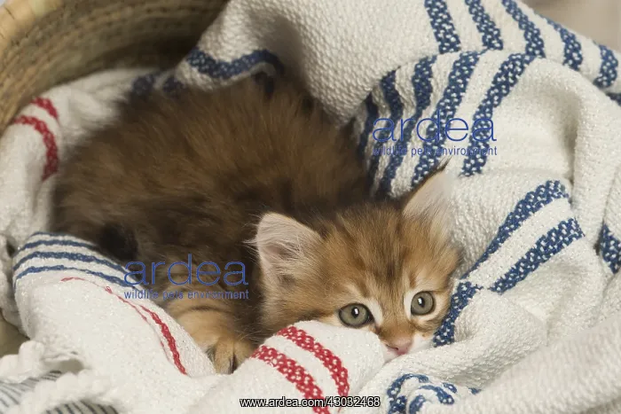  : Siberian kitten inside