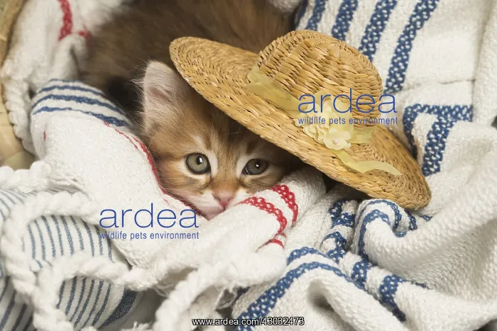  : Siberian kitten inside