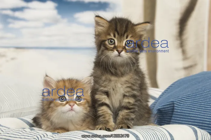  : Siberian kitten inside