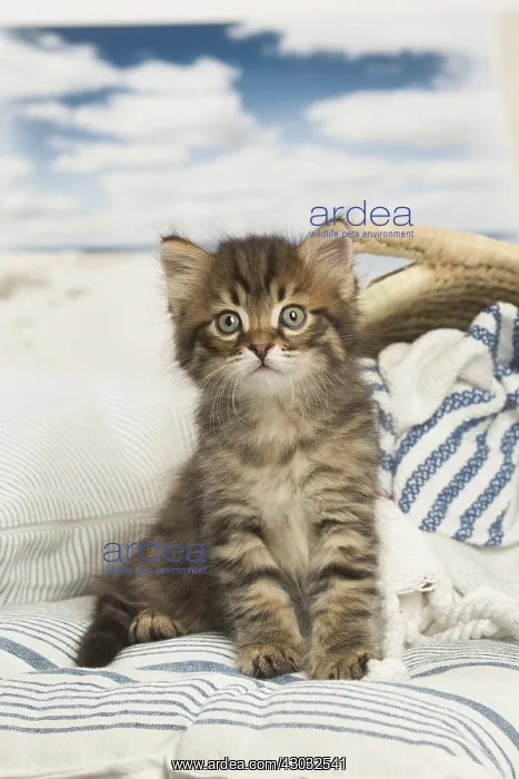  : Siberian kitten inside