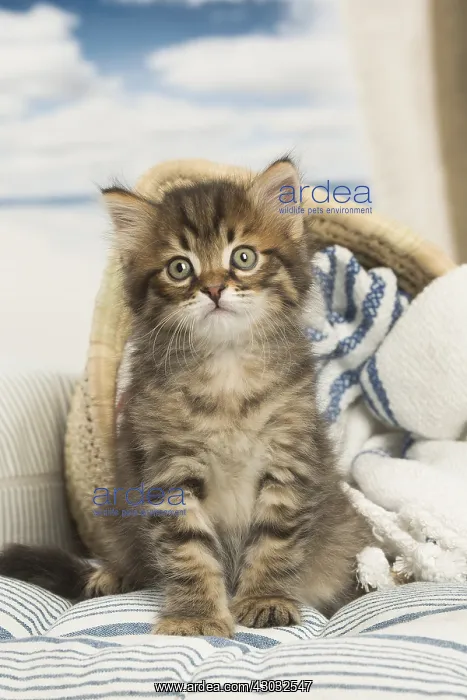  : Siberian kitten inside