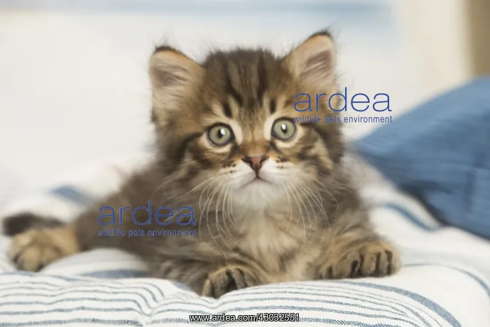  : Siberian kitten inside