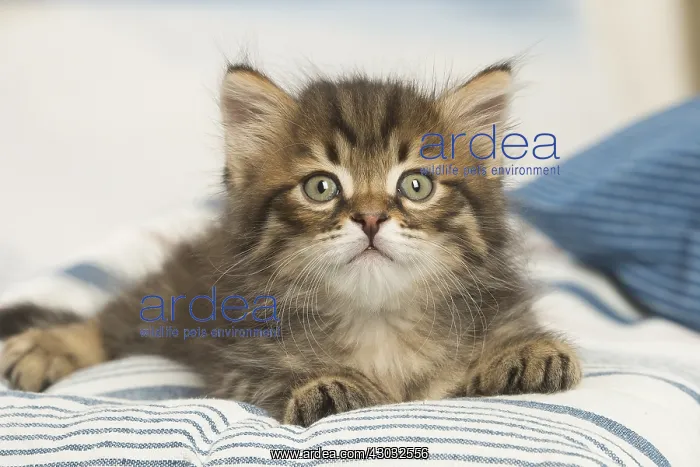  : Siberian kitten inside