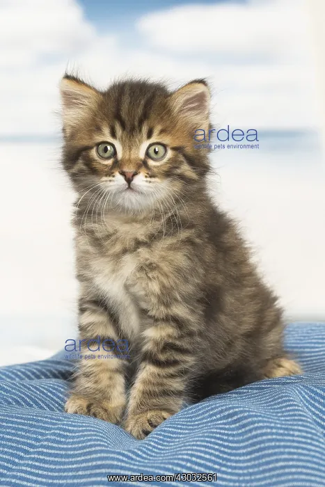  : Siberian kitten inside