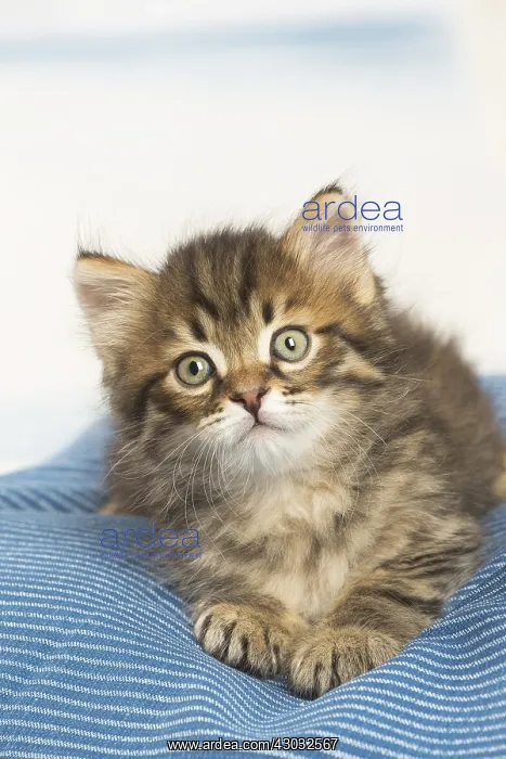  : Siberian kitten inside