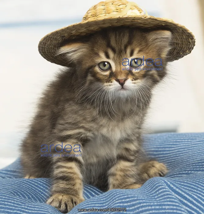  : Siberian kitten inside