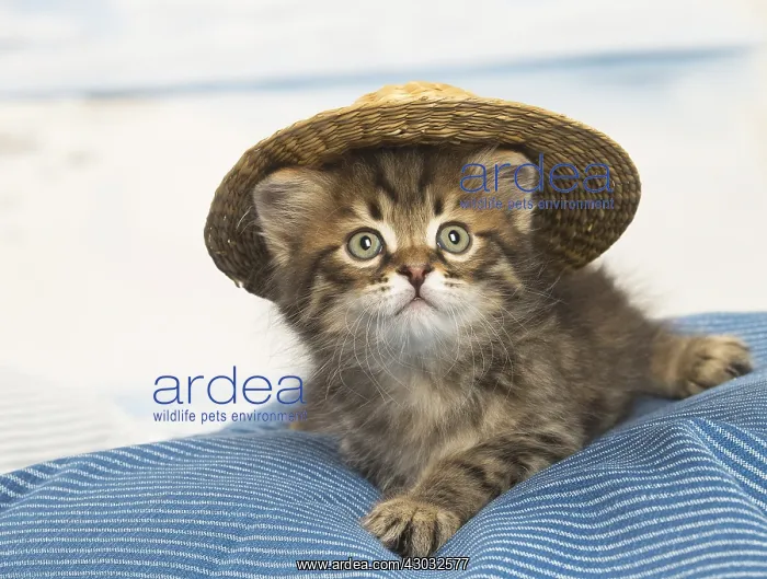  : Siberian kitten inside