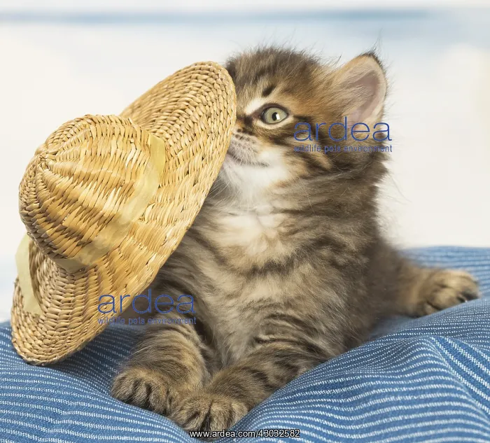  : Siberian kitten inside