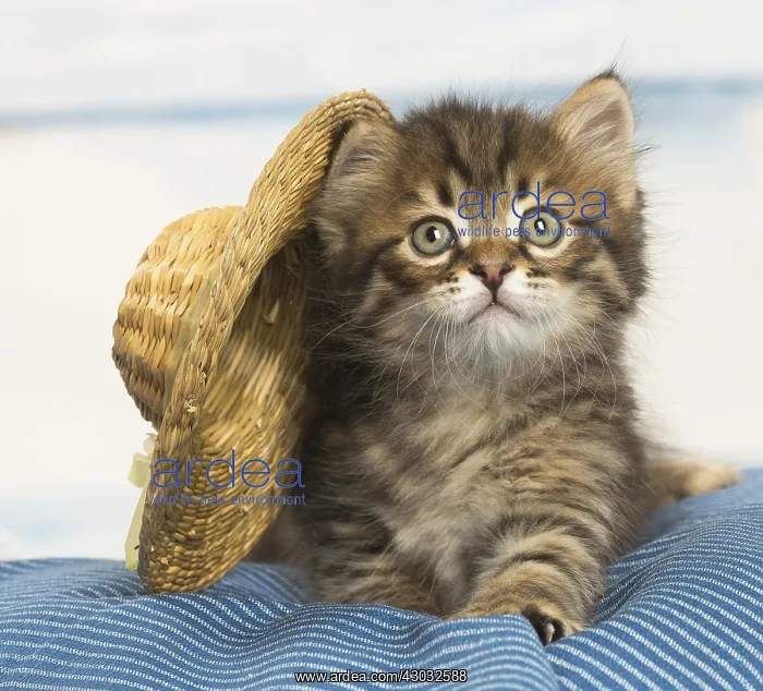  : Siberian kitten inside