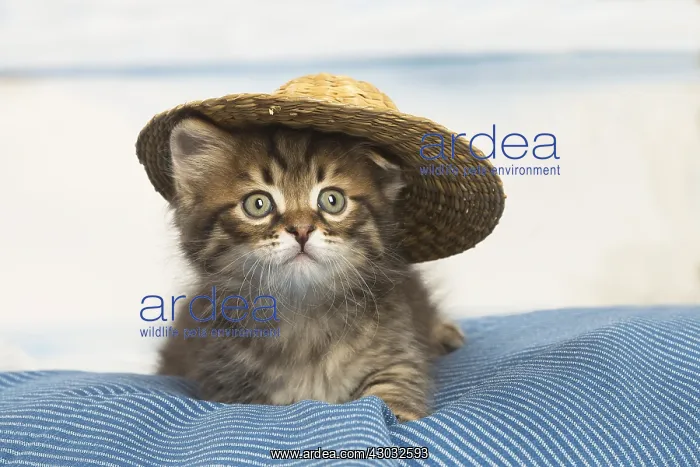  : Siberian kitten inside