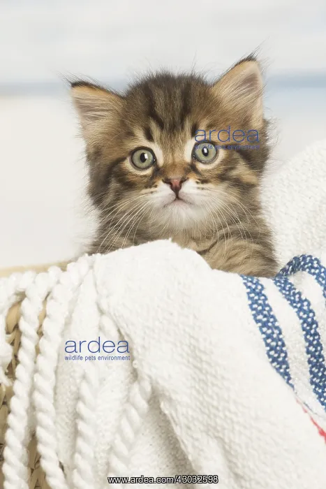  : Siberian kitten inside