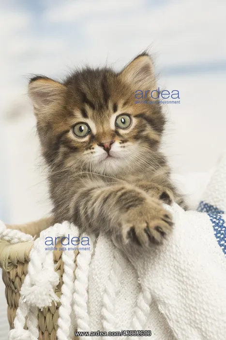  : Siberian kitten inside